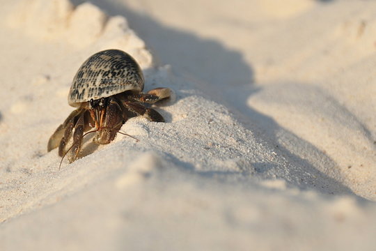 Hermit Crab