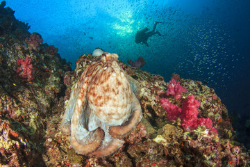 Octopus and scuba diver