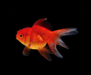 Gold fish black background