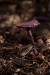 Pinker Pilz mit Bucheckernsamen