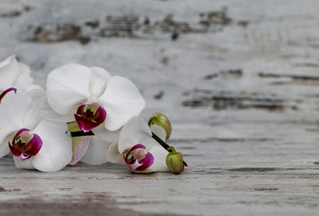 Orchideenblüte