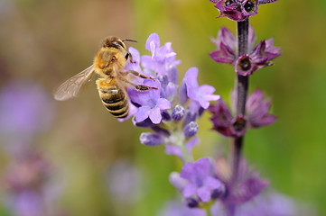 Biene auf Salbei, der Heil- und Küchenpflanze