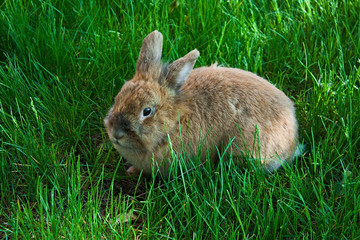 Rabbit