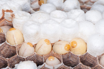 Caterpillar in the nest