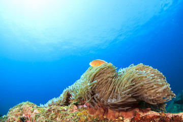 Naklejka na ściany i meble Skunk Anemonefish in Sea Anemone (Nemo fish)