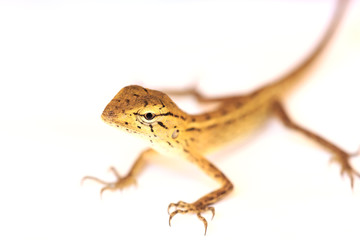Fototapeta premium Lizard isolated on white background