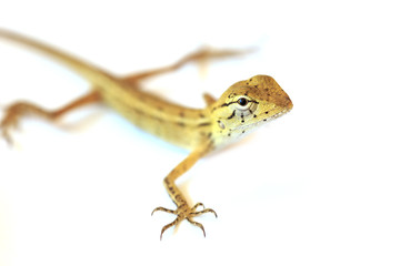 Lizard isolated on white background