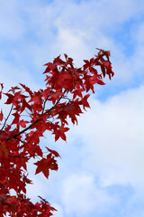 Tree branch with autumn red leaves