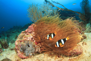 Pair of Clarke's Anemonefish in Sea Anemone