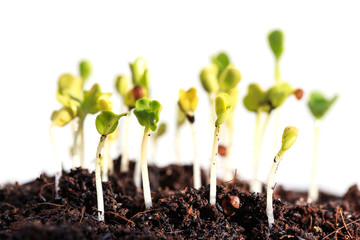 Young green plant in soil isolated on white background