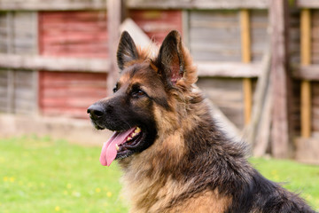 German Shepherd portrait