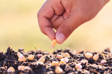Hand holding seed of plant on soil