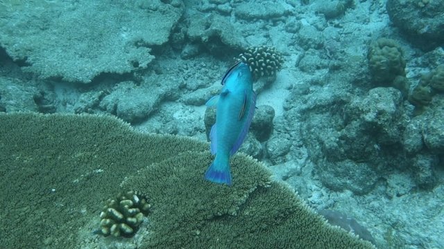 Papageifisch an Putzerstation