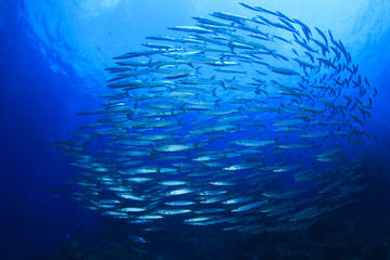 Obraz premium Barracuda Fish school in ocean