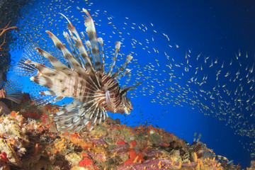 Naklejka na ściany i meble Lionfish on coral reef