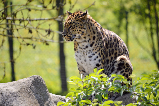 Closeup leopard in the vegetation
