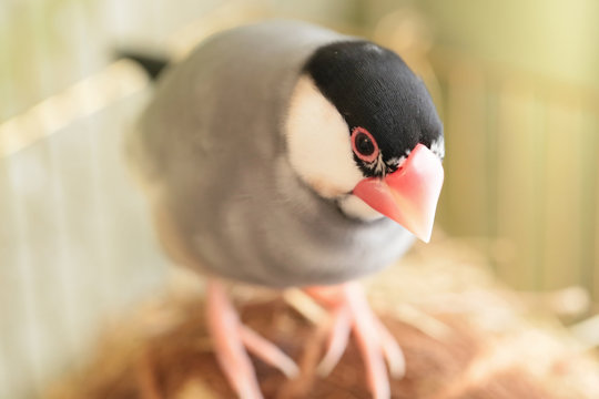 桜文鳥 の写真 ロイヤリティフリーの画像 グラフィック ベクターおよびビデオ Adobe Stock 桜文鳥 の写真 ロイヤリティフリーの画像 グラフィック ベクターおよびビデオ Adobe Stock