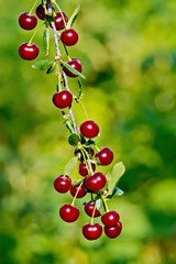 Cherries red on branch