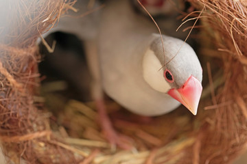 メス文鳥