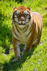 Tiger (Panthera tigris) on grass seen from front