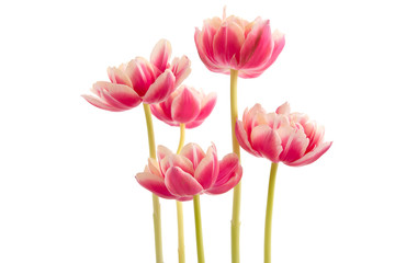 Rote Tulpen