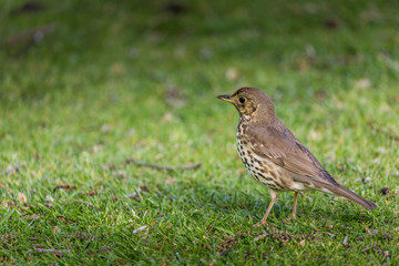 Turdus philomelos