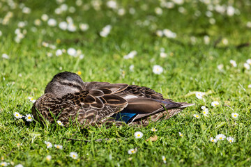 Beautiful Mallard Duck on the green grass