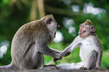 Surprised monkey
