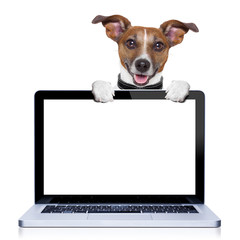 computer dog