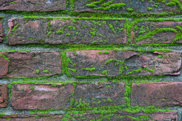 Brick wall with moss growing out of it