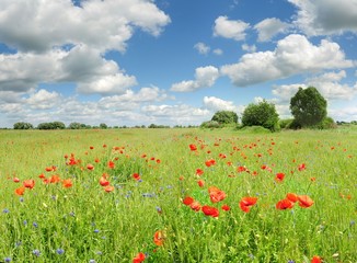 Beautiful poppies on a green field and a blue sky