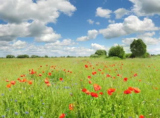 Zelfklevend Fotobehang Beautiful poppies on a green field and a blue sky © bildlove
