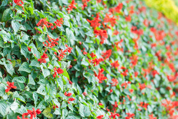 Beautiful Red Salvia Flowers Background