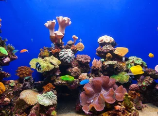 Rollo Coral aquarium © Antonio Gravante