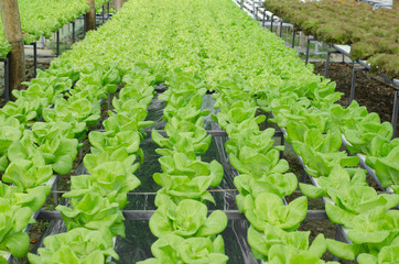 Fototapeta premium Butter head vegetable in hydroponic farm
