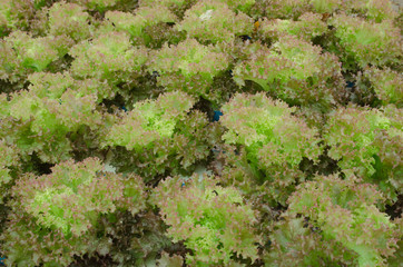Red coral vegetable