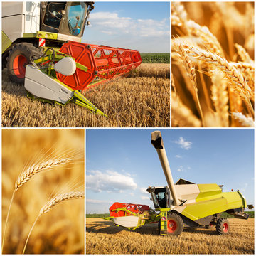 Wheat harvest collage
