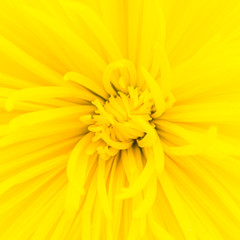 Close up yellow flower