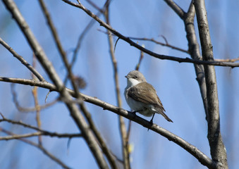 Fototapeta premium Lesser Whitethroat on the branch