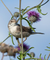 Common Whitethroat on the flower