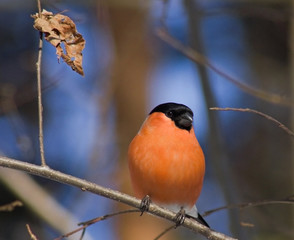 Bullfinch on branch
