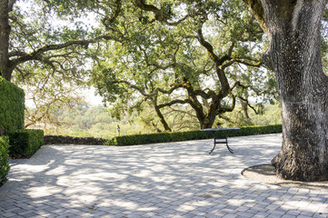 Landscape of Napa Valley, old tree and table with sunflowers © eunikas