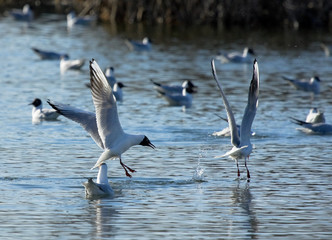 Two chasing black-headed gulls