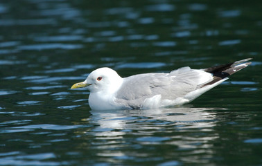 Common Gull on the water 