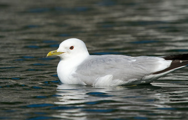 Common Gull on the water 