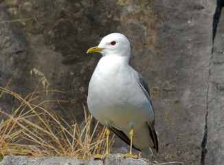 Obraz premium European Herring Gull on the stone 