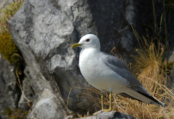 European Herring Gull on the stone 