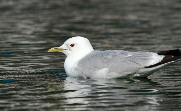 Common Gull on the water 