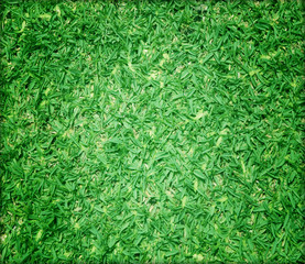 Grass background