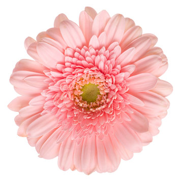Pink gerbera isolated